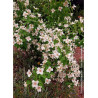 PHILADELPHUS BELLE ETOILE
