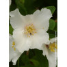 PHILADELPHUS BELLE ETOILE