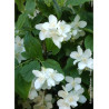 PHILADELPHUS coronarius