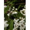PHILADELPHUS minnesota SNOWFLAKE