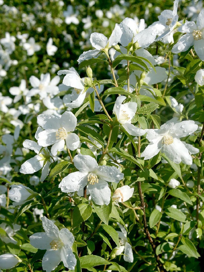 PHILADELPHUS SILBERREGEN