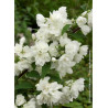 PHILADELPHUS SNOWBELLE