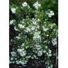 PHILADELPHUS SNOWBELLE