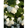 PHILADELPHUS SNOWBELLE