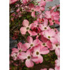 CORNUS florida RUBRA