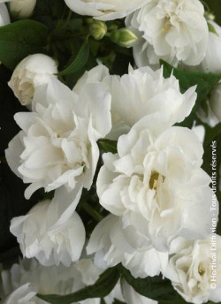 PHILADELPHUS virginalis