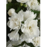PHILADELPHUS virginalis