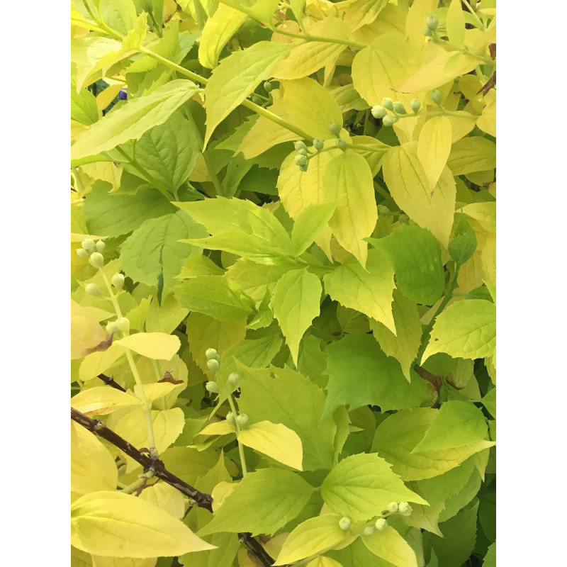 PHILADELPHUS coronarius AUREUS
