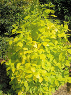 PHILADELPHUS coronarius AUREUS