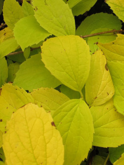 PHILADELPHUS coronarius AUREUS