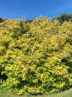 PHILADELPHUS coronarius AUREUS