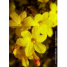 JASMINUM nudiflorum