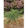 JUNIPERUS communis GREEN CARPET