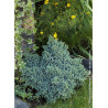 JUNIPERUS squamata BLUE STAR