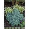 JUNIPERUS squamata BLUE STAR