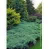 JUNIPERUS squamata BLUE CARPET