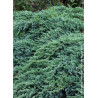 JUNIPERUS squamata BLUE CARPET