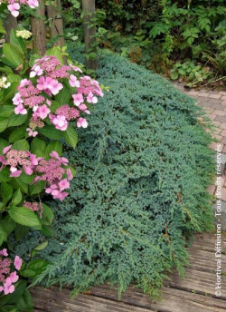 JUNIPERUS squamata BLUE CARPET