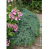 JUNIPERUS squamata BLUE CARPET