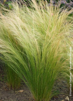 STIPA tenuifolia