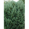 PINUS sylvestris WATERERI
