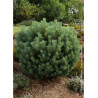PINUS sylvestris WATERERI