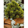 PINUS mugo WINTER GOLD