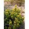 PINUS mugo WINTER GOLD