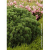 PINUS mugo MOPS