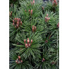 PINUS mugo MOPS