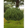 PINUS mugo MOPS