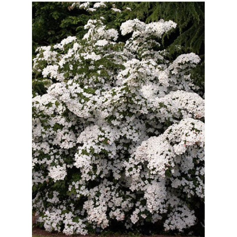 CORNUS kousa
