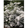 CORNUS kousa