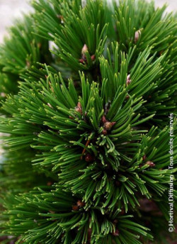 PINUS leucodermis SCHMIDTII