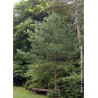 PINUS sylvestris