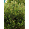 PINUS mugo var.mughus