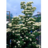CORNUS kousa CHINENSIS