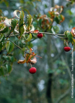 CORNUS kousa CHINENSIS