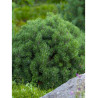 PINUS mugo var.pumilio