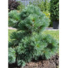 PINUS strobus RADIATA
