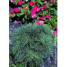 PINUS strobus RADIATA