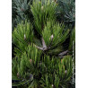 PINUS leucodermis COMPACT GEM