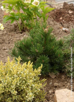 PINUS leucodermis COMPACT GEM