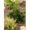 PINUS leucodermis COMPACT GEM