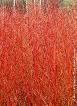 CORNUS sanguinea MIDWINTER FIRE
