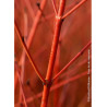CORNUS sanguinea MIDWINTER FIRE