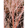 CORNUS sanguinea MIDWINTER FIRE