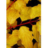 CORNUS sanguinea MIDWINTER FIRE