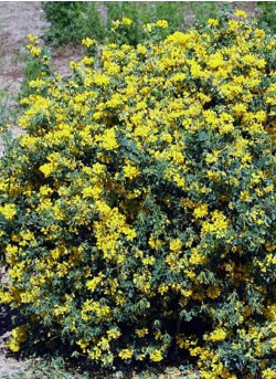 CORONILLA emerus