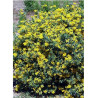 CORONILLA emerus